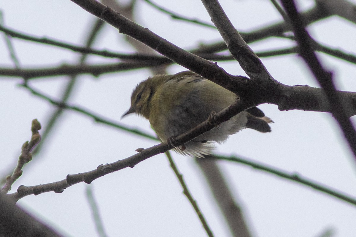 Tennessee Warbler - ML647297492