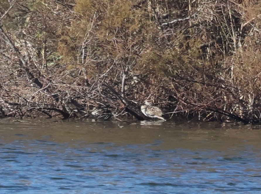 Marbled Duck - ML647297499