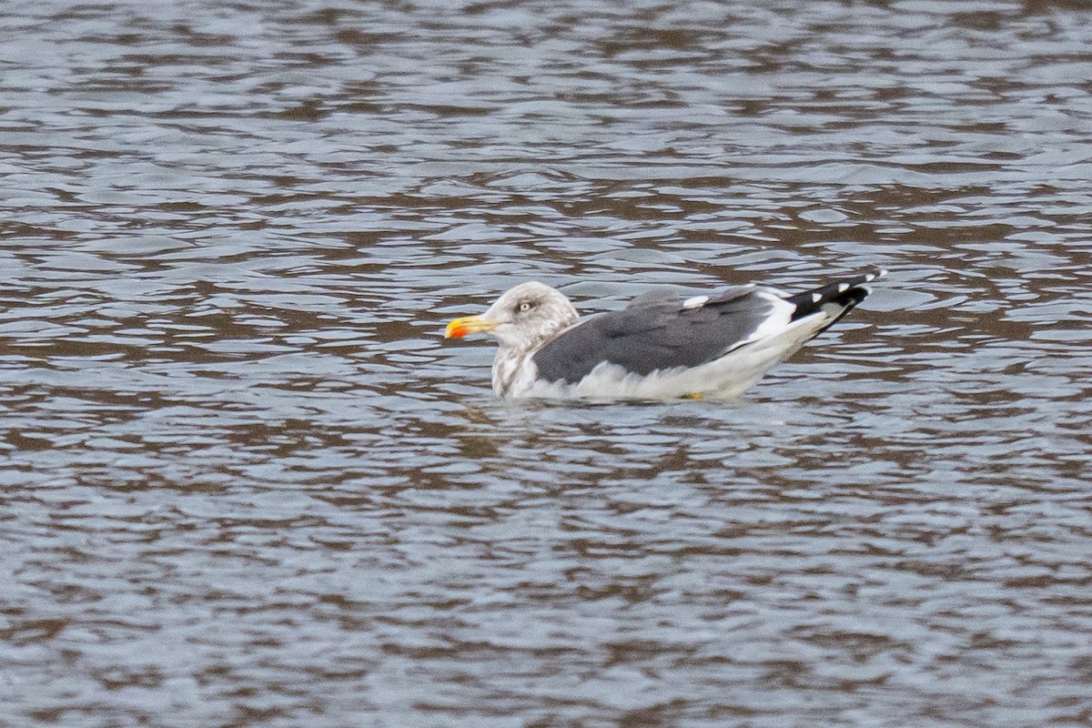 Goéland brun - ML647297500