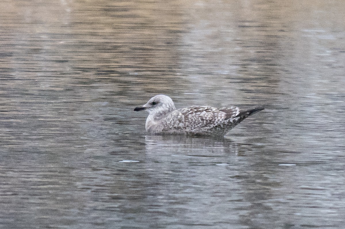 Goéland brun - ML647297501