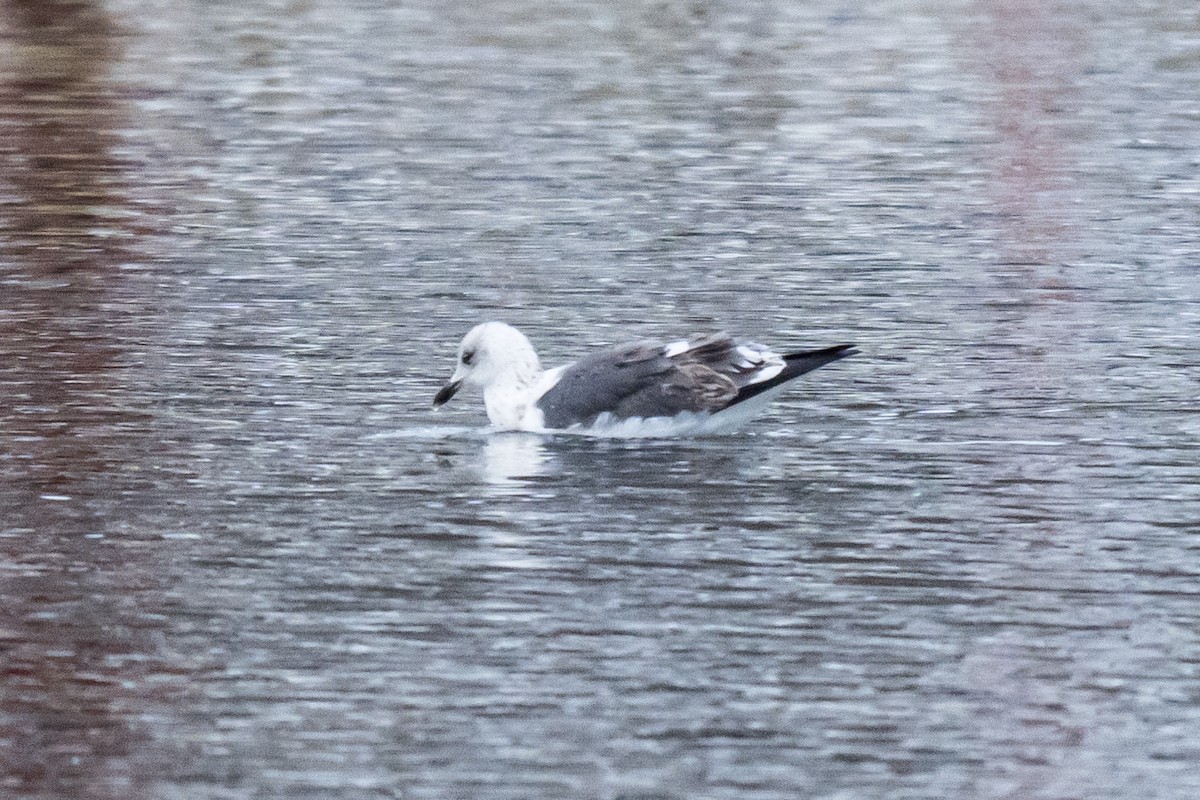 Goéland brun - ML647297502