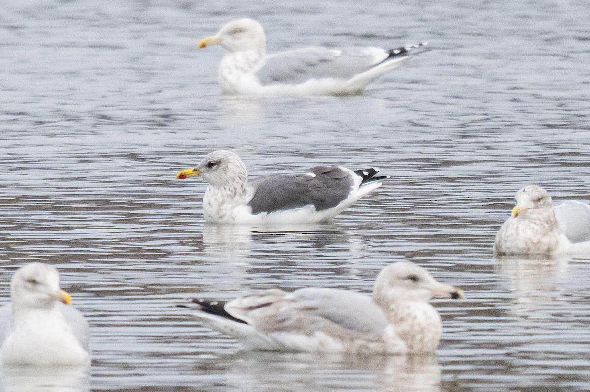 Goéland brun - ML647297503