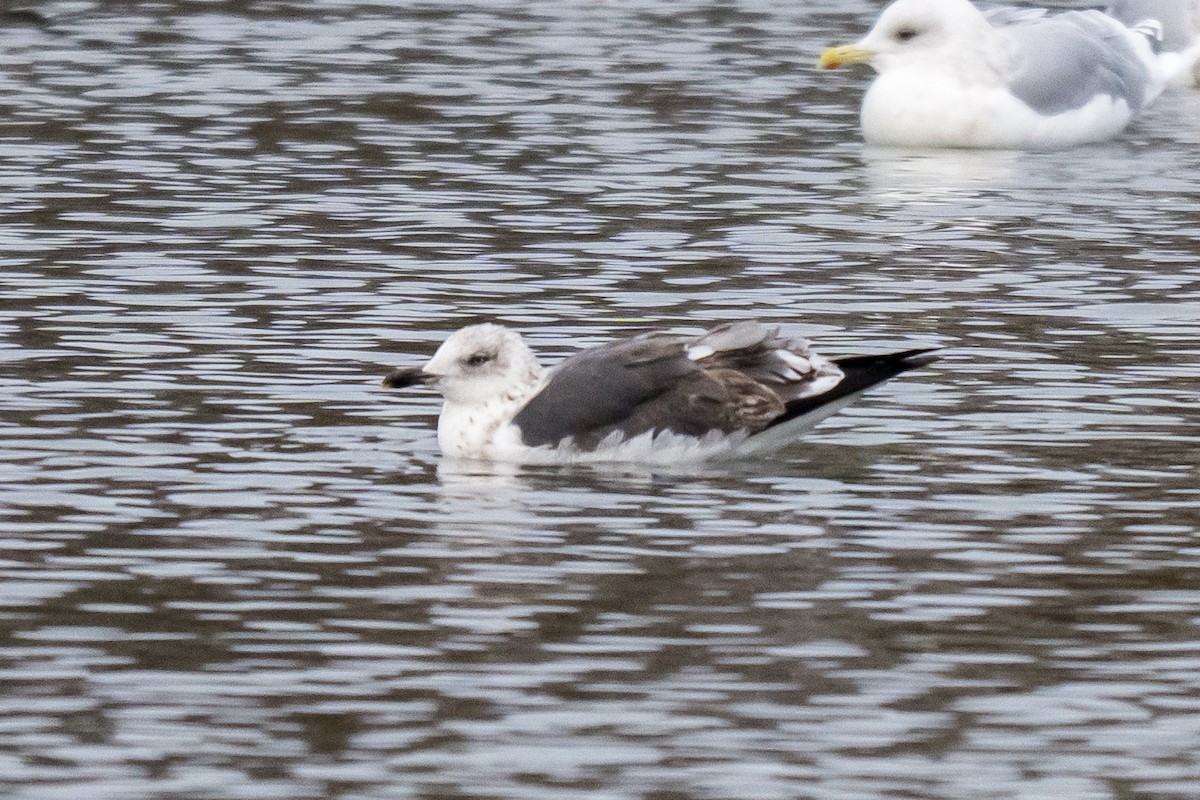 Goéland brun - ML647297504