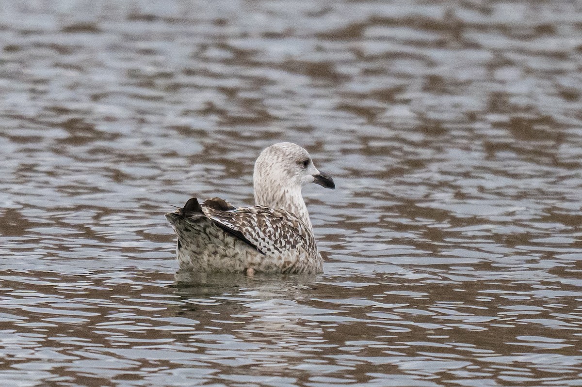 Goéland marin - ML647297505