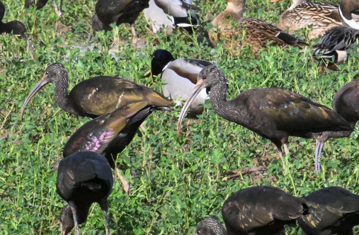 Beltzaran musuzuria - ML647297512