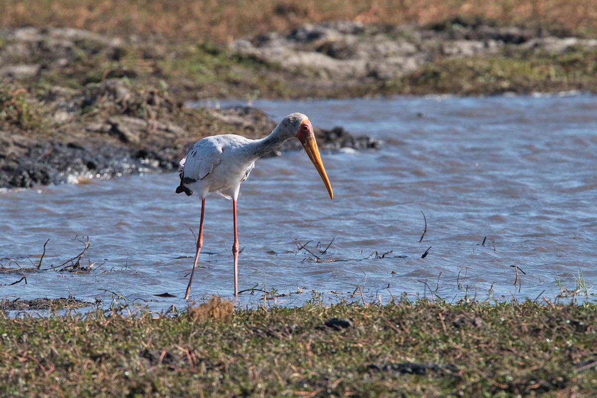 Yellow-billed Stork - ML647297516