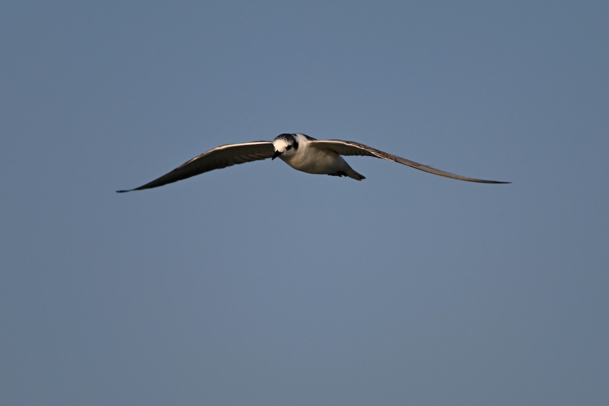 White-winged Tern - ML647297521