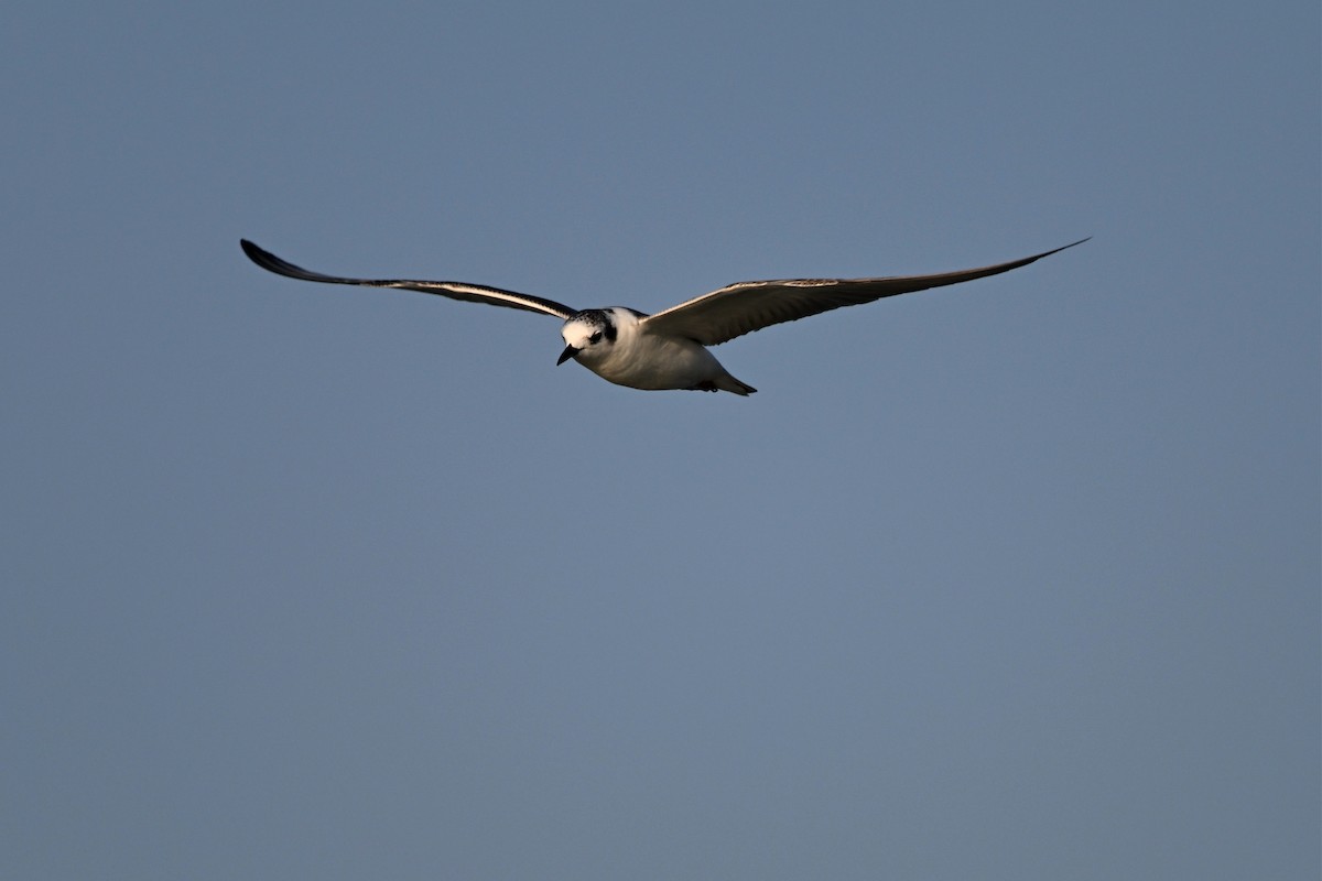 White-winged Tern - ML647297522