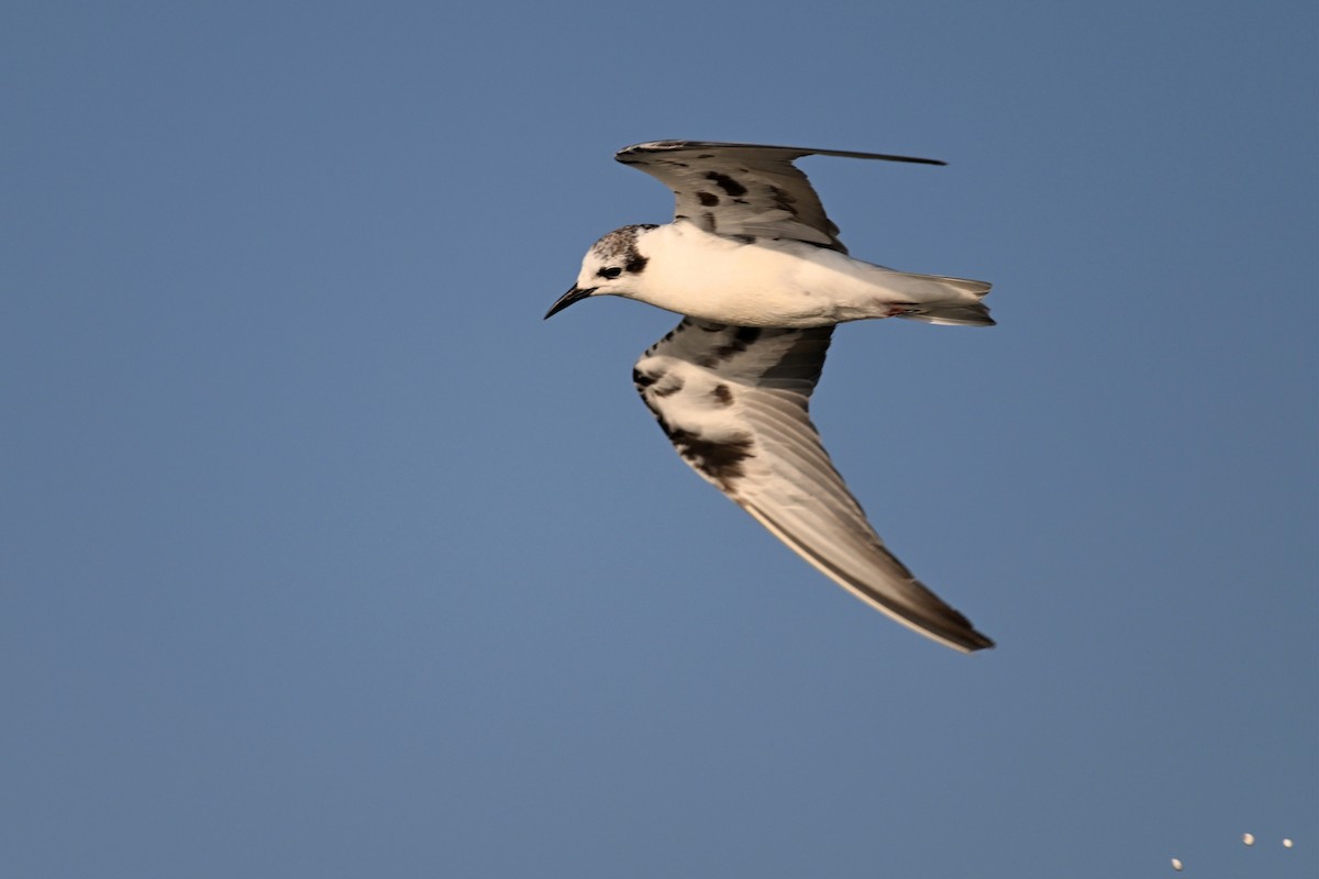 White-winged Tern - ML647297523