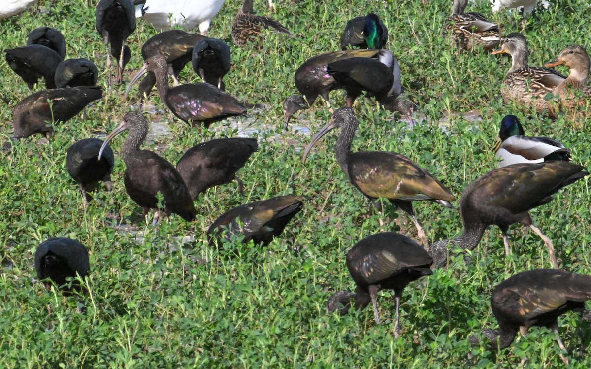 Beltzaran musuzuria - ML647297524