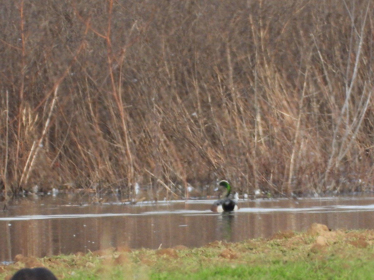 American Wigeon - ML647297525