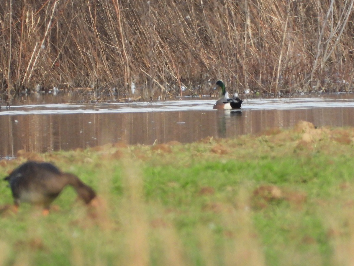 American Wigeon - ML647297526