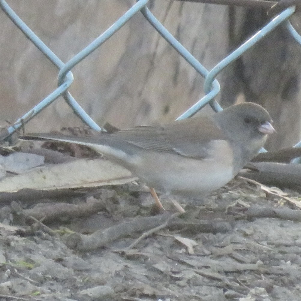 Dark-eyed Junco (Oregon) - ML647297527