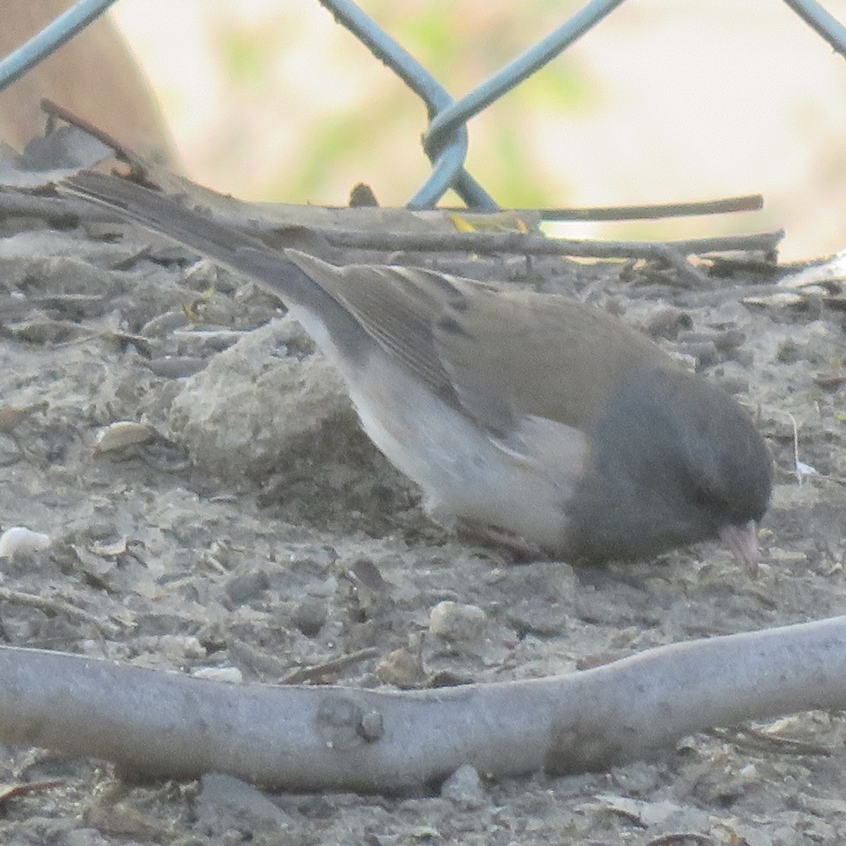 Dark-eyed Junco (Oregon) - ML647297528