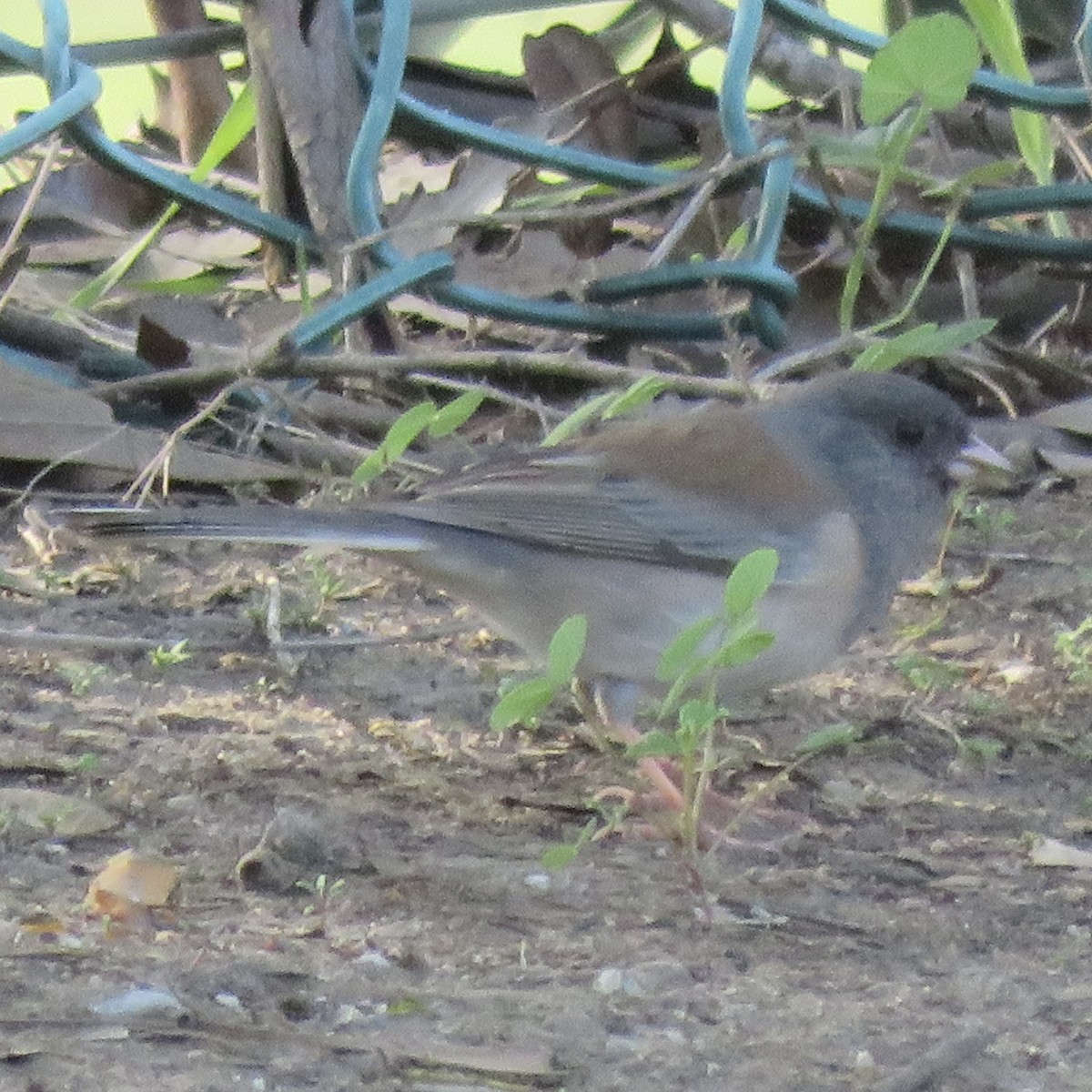 Dark-eyed Junco (Oregon) - ML647297529
