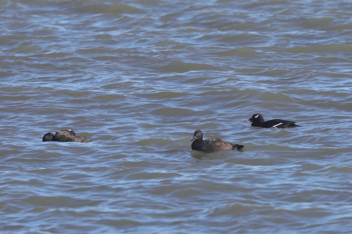 アメリカビロードキンクロ - ML647297531