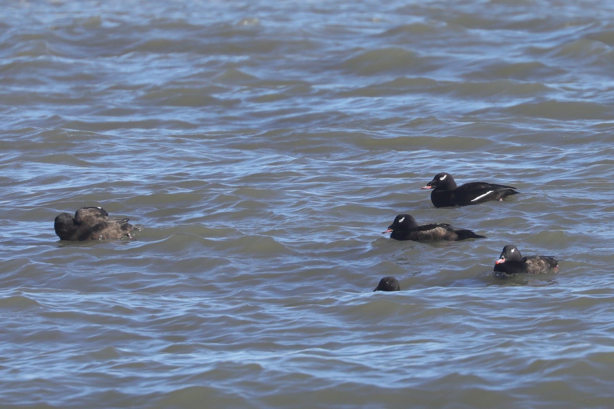 アメリカビロードキンクロ - ML647297532