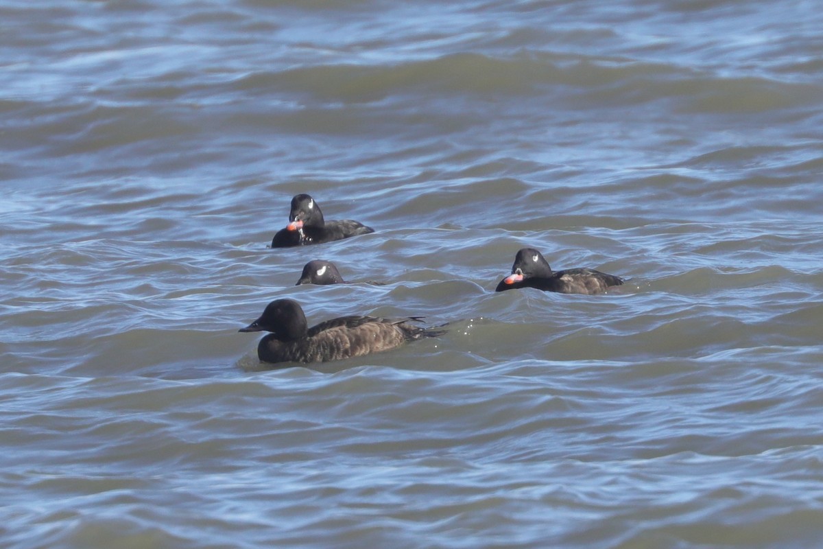 アメリカビロードキンクロ - ML647297533