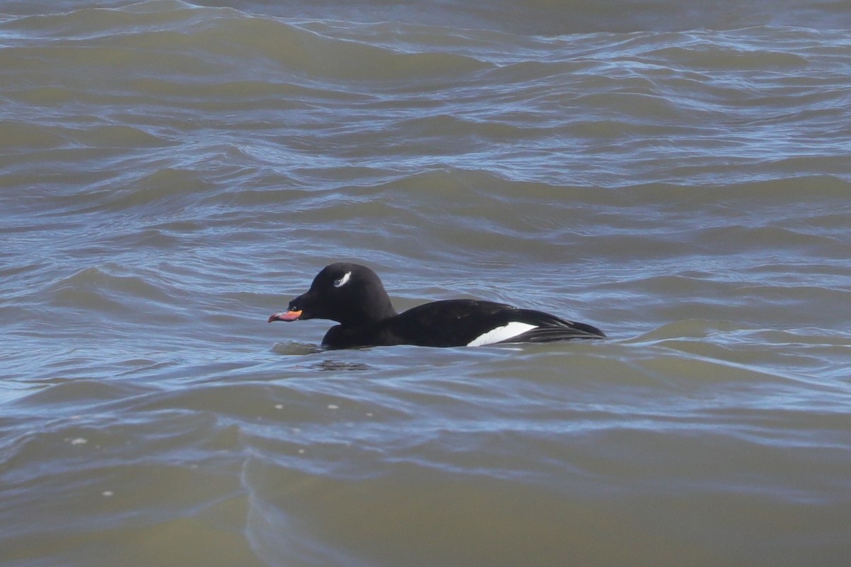 アメリカビロードキンクロ - ML647297534