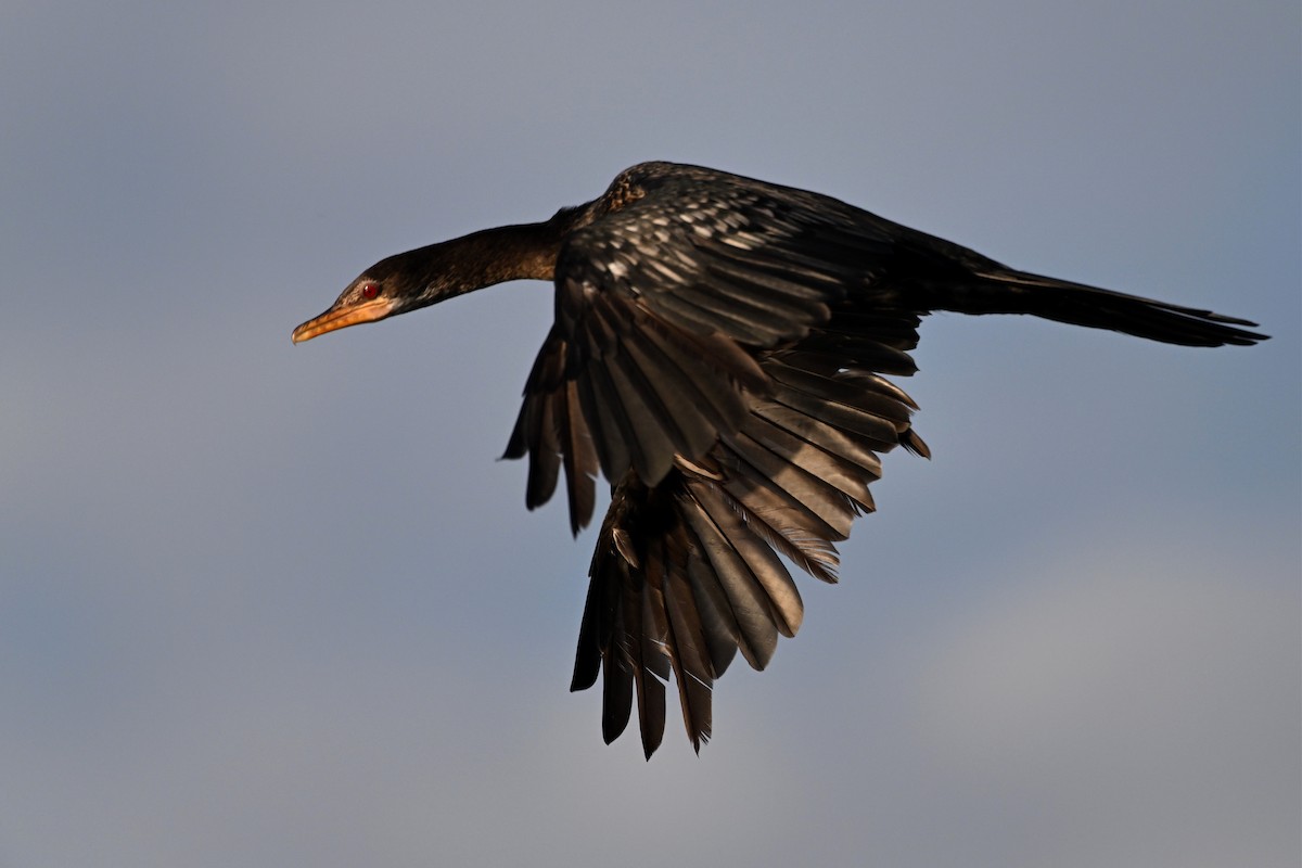 アフリカコビトウ - ML647297537