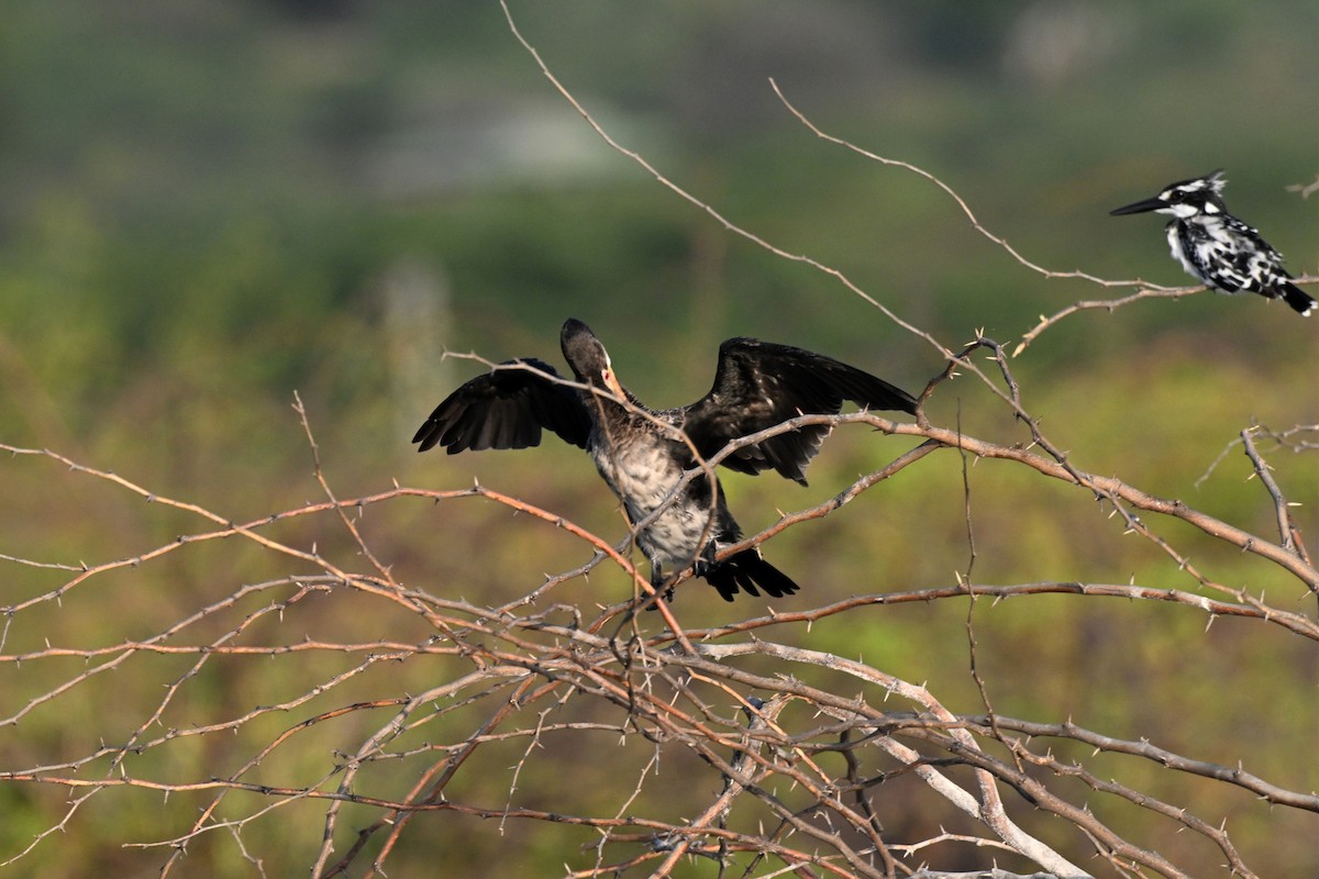 アフリカコビトウ - ML647297538