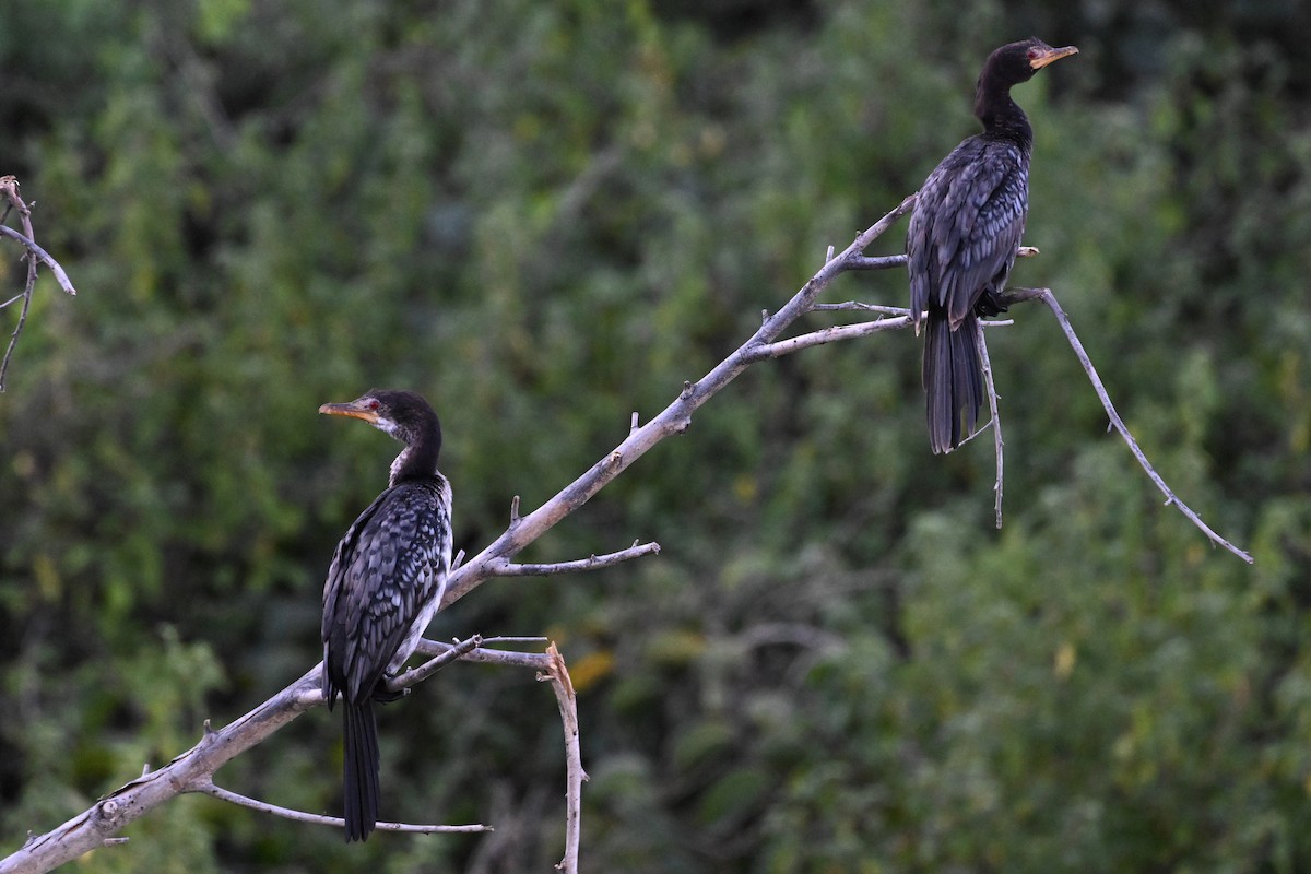 アフリカコビトウ - ML647297539