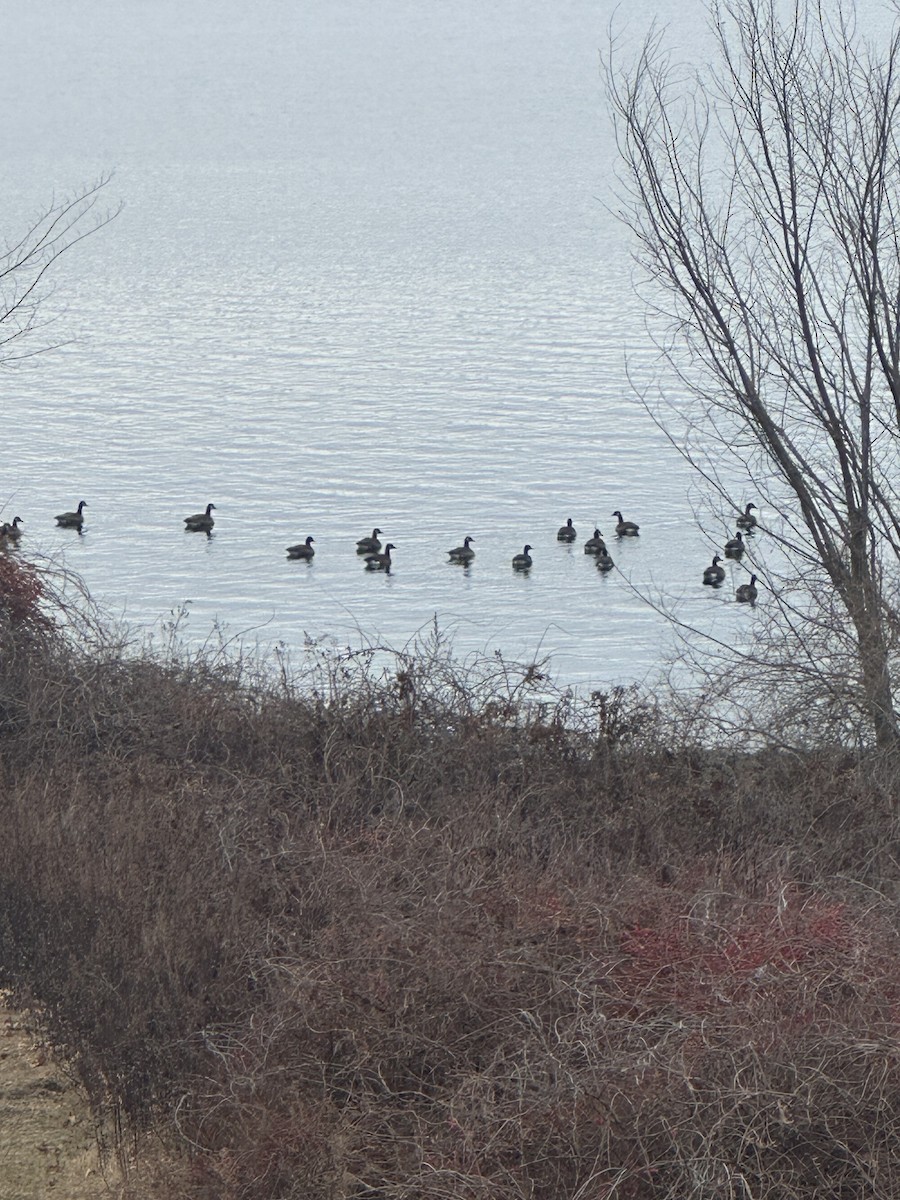 カナダガン - ML647297541