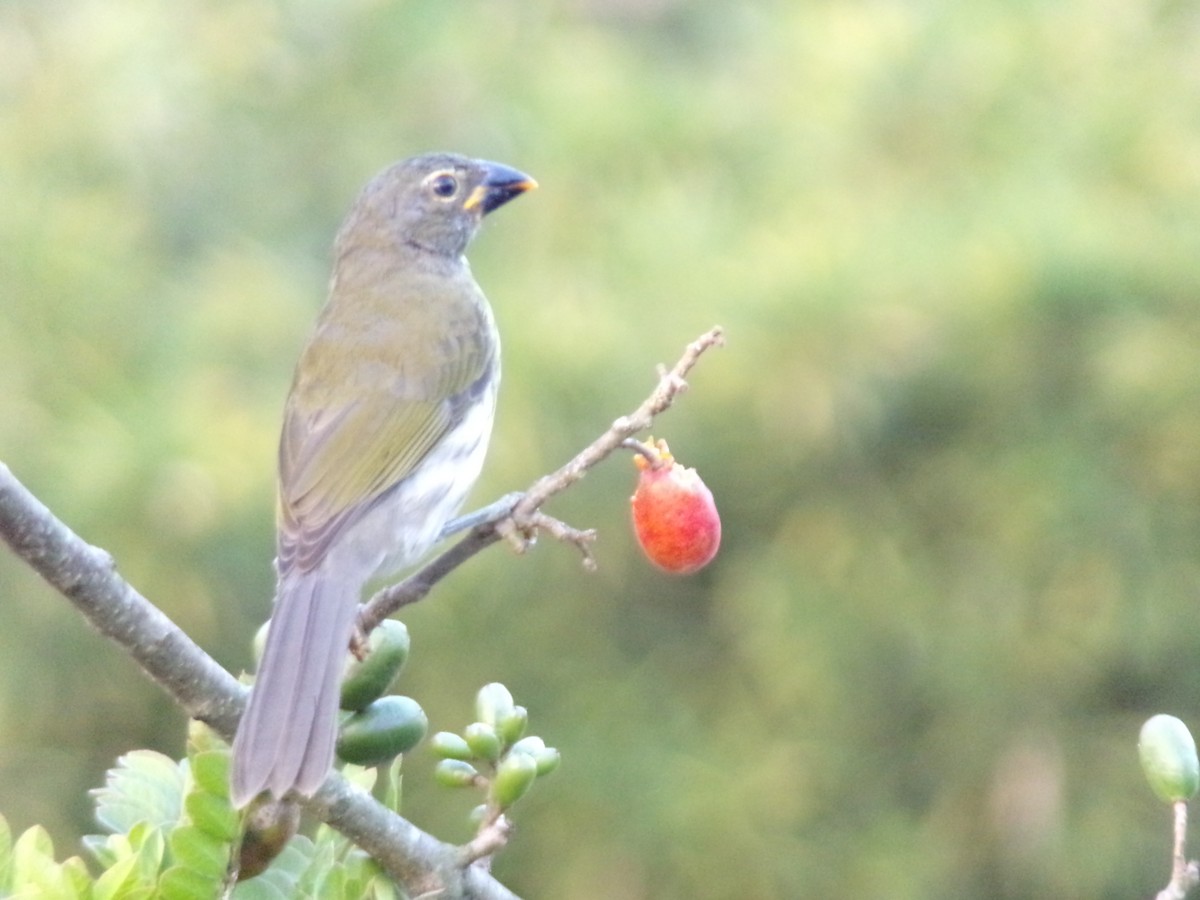 Streaked Saltator - ML647297543