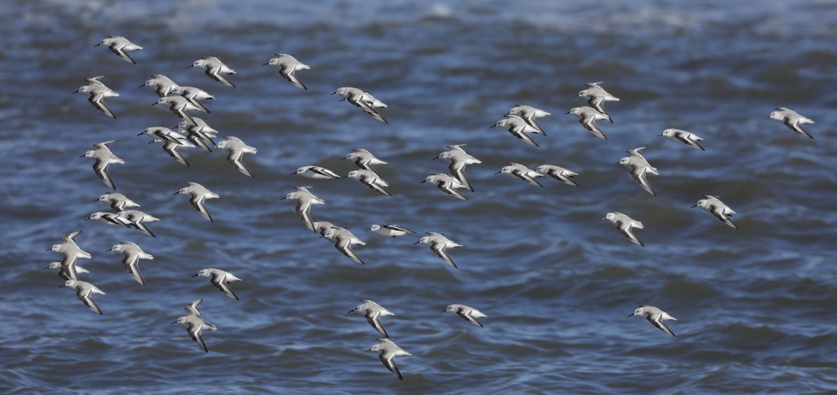 ミユビシギ - ML647297545