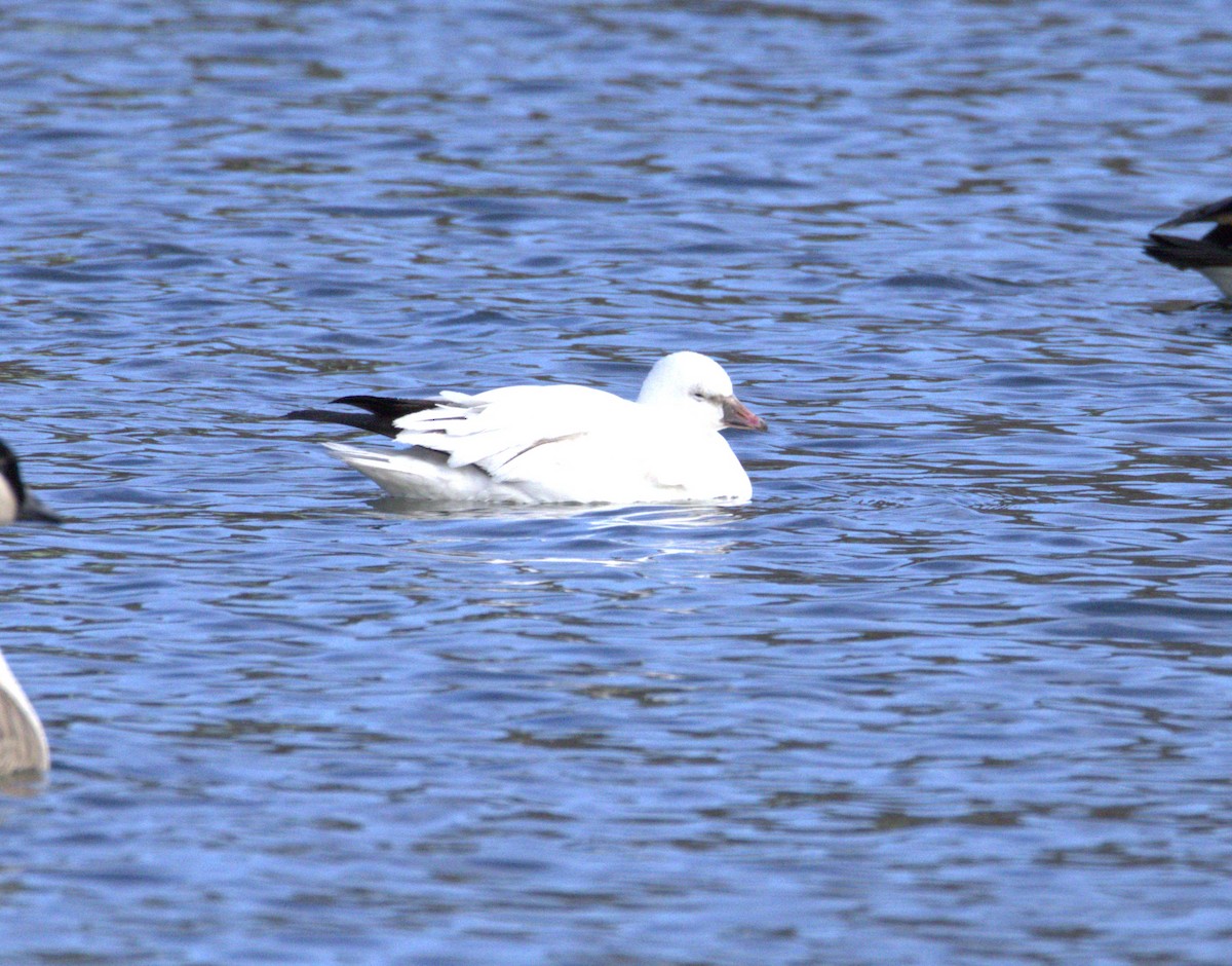 husa bělostná - ML647297547