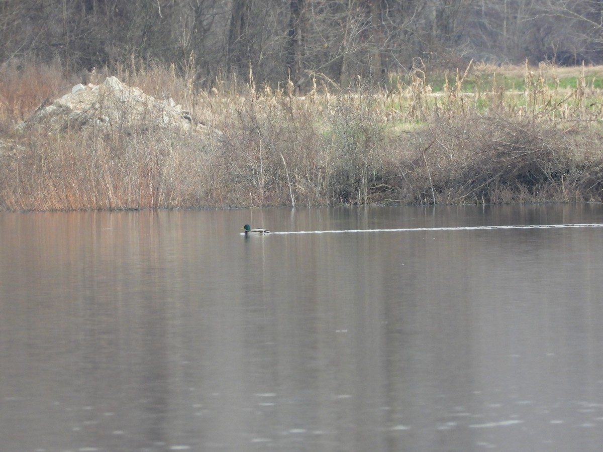 Mallard - ML647297576