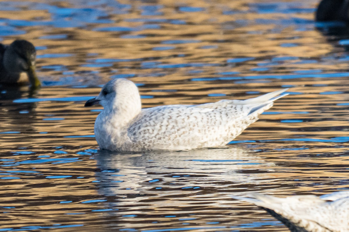 Goéland arctique - ML647297579