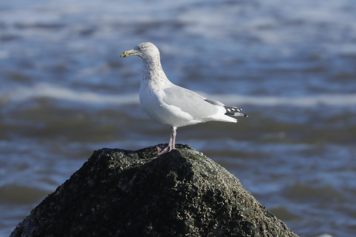 アメリカセグロカモメ - ML647297580