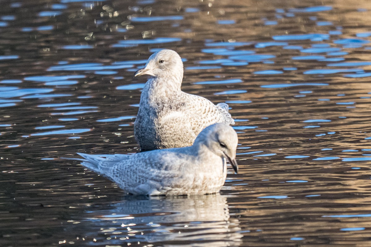 Goéland arctique - ML647297581