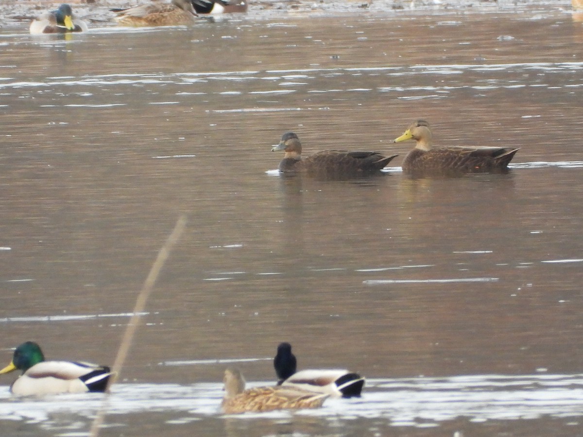 American Black Duck - ML647297584