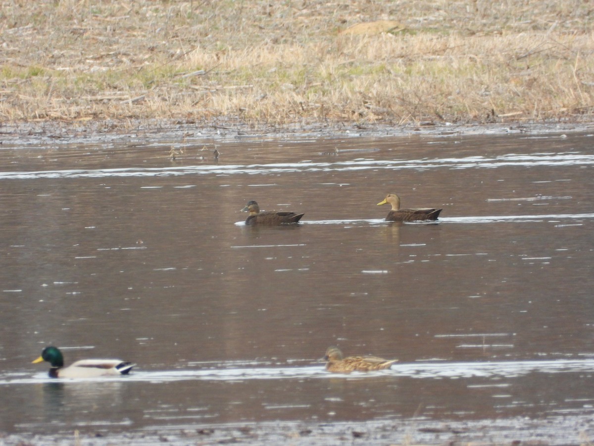 American Black Duck - ML647297586