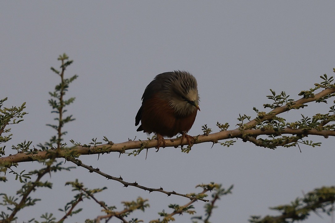 gråhodestær - ML647297587