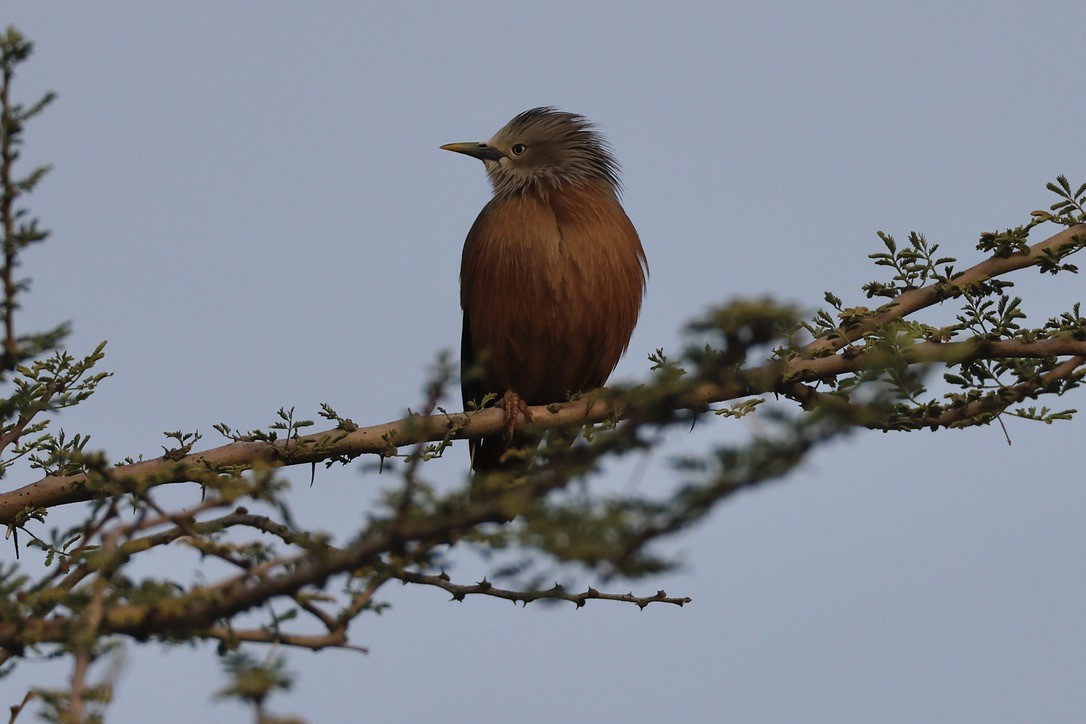 gråhodestær - ML647297588