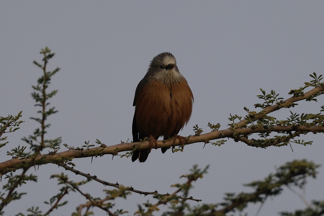 gråhodestær - ML647297589