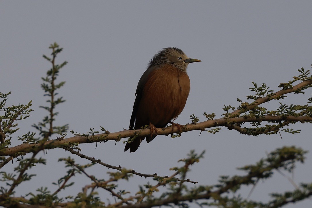 gråhodestær - ML647297590