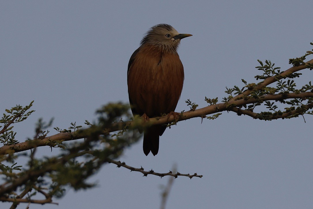 gråhodestær - ML647297591