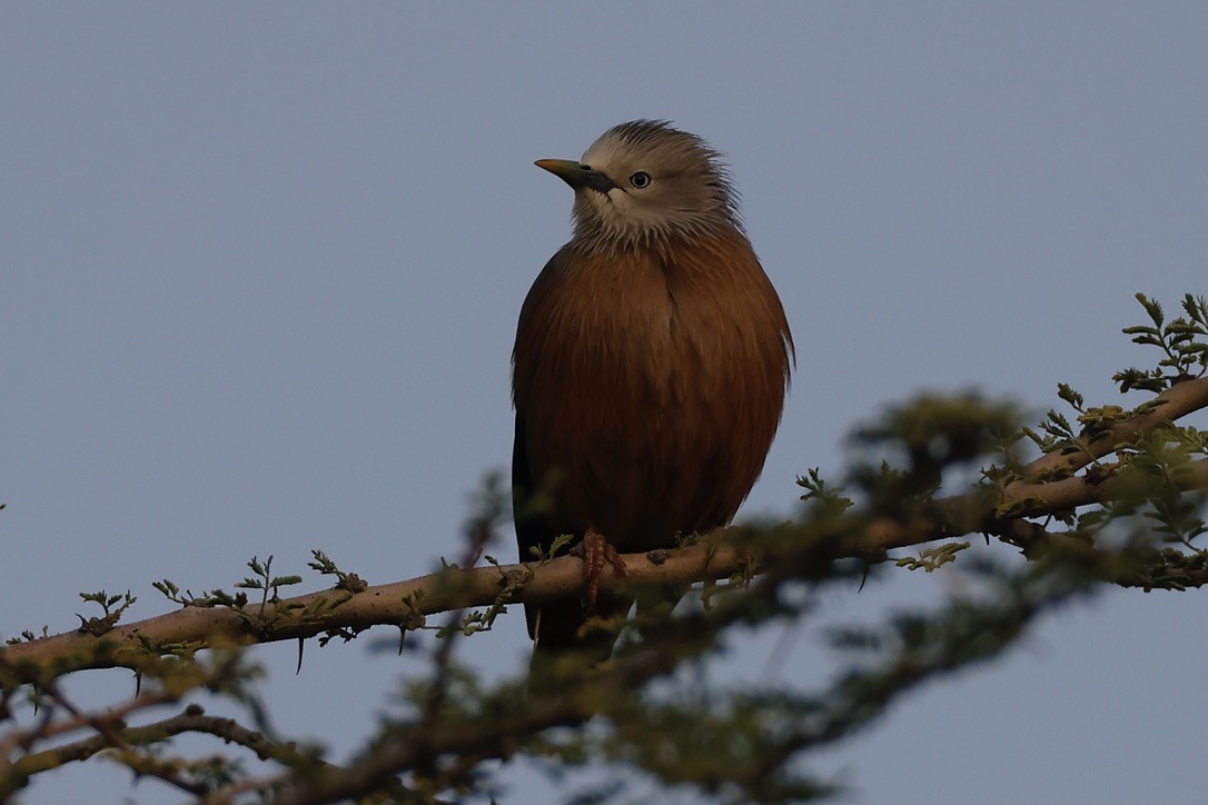 gråhodestær - ML647297592