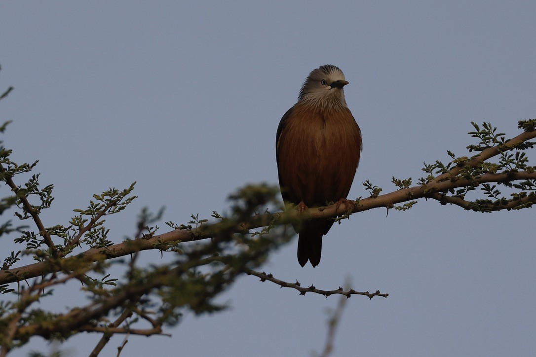 gråhodestær - ML647297593