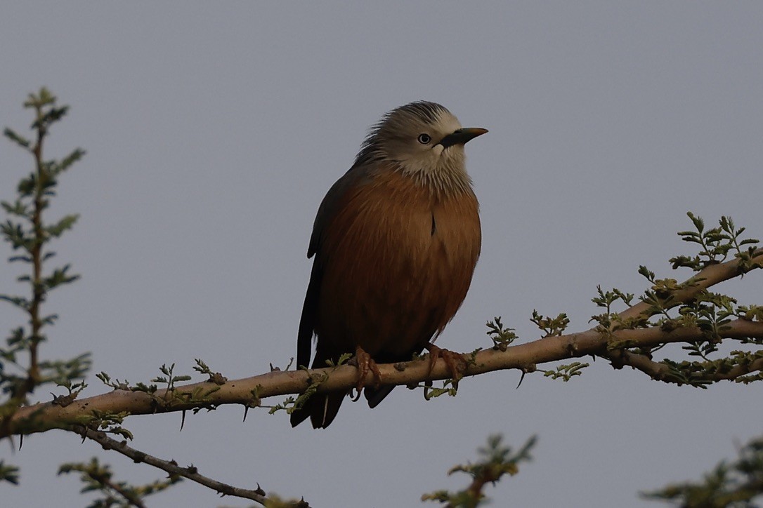 gråhodestær - ML647297594