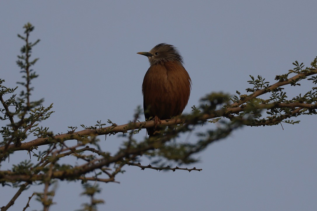 gråhodestær - ML647297595