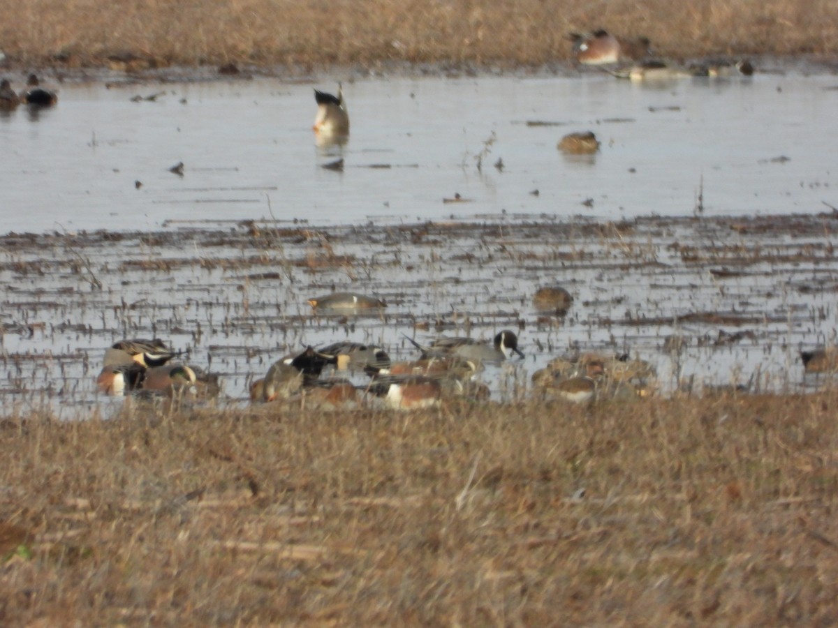 Northern Pintail - ML647297610