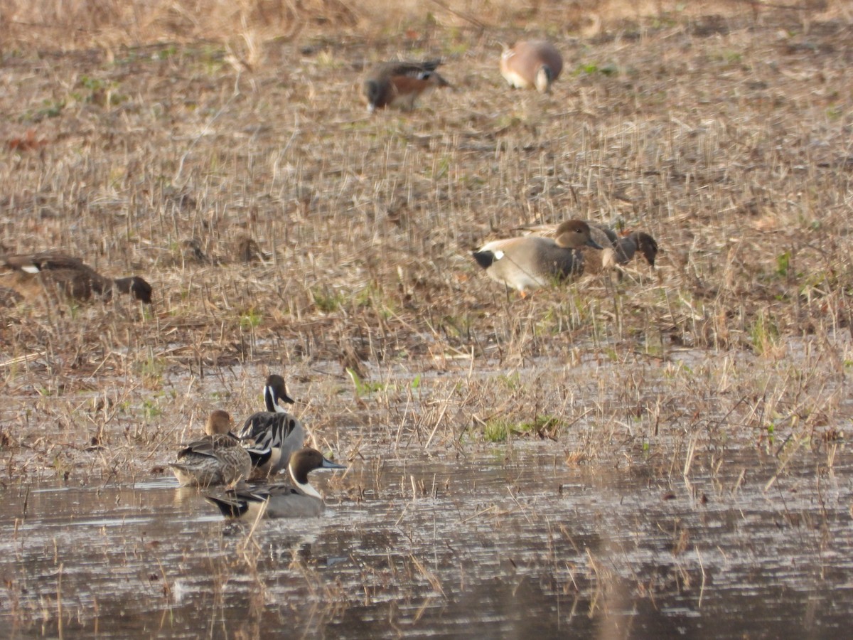 Northern Pintail - ML647297611