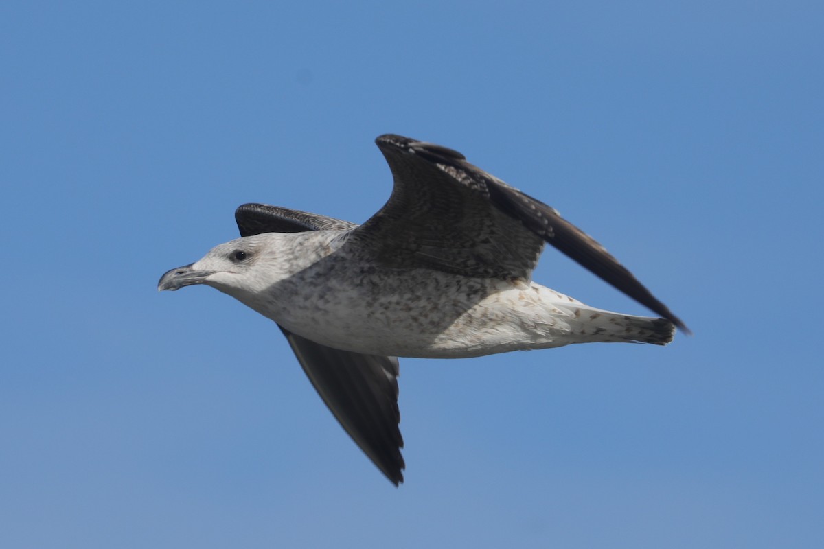 オオカモメ - ML647297612