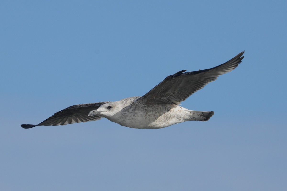 オオカモメ - ML647297628