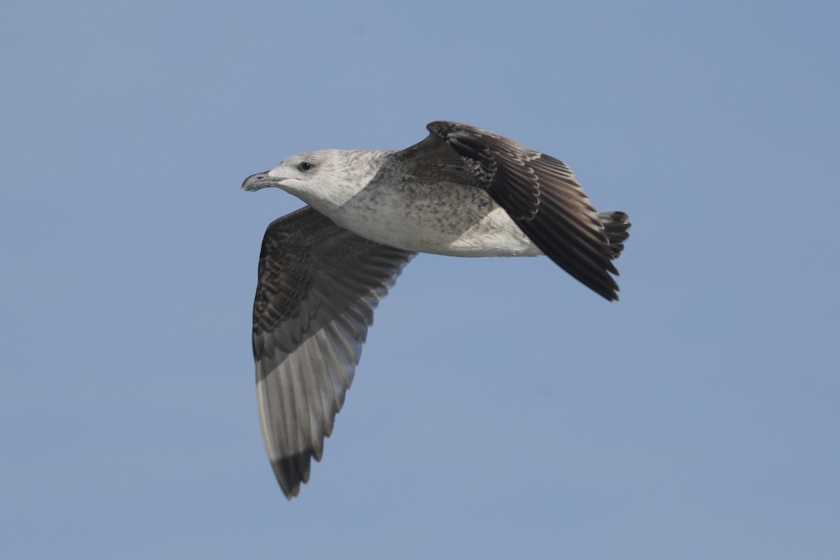 オオカモメ - ML647297629